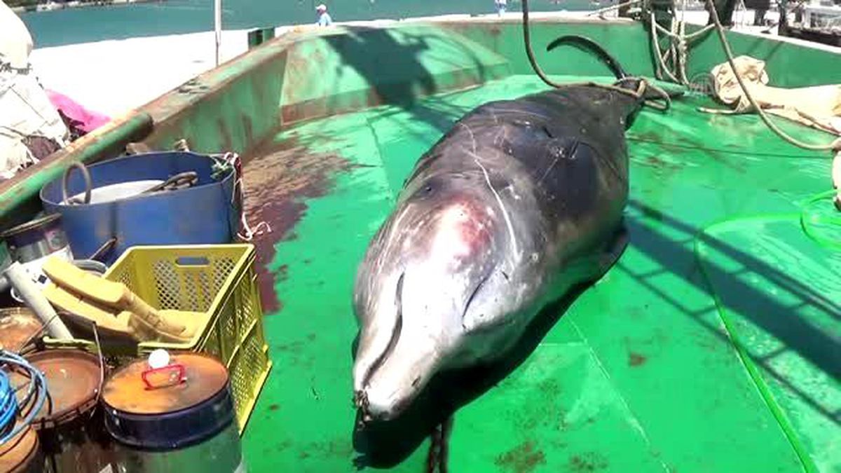 Gökova Körfezinde Ölü Balina Karaya Vurdu - Muğla