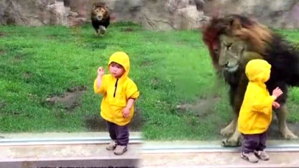Hayvanat Bahçesinde Küçük Çocuğa Saldırmaya Çalışan Aslan Cama Çarptı