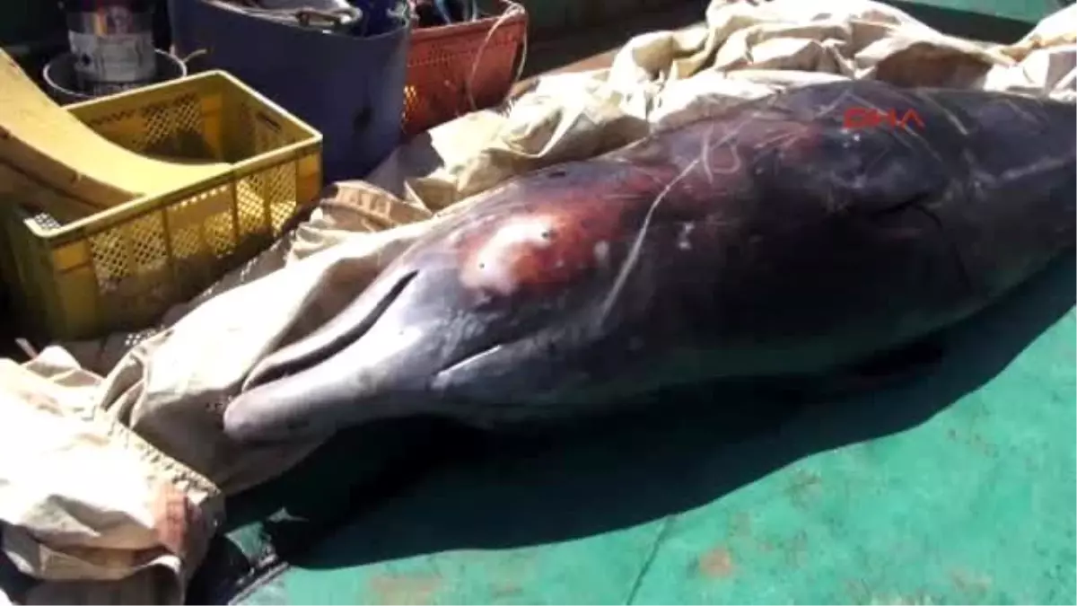 Marmaris'te Balina Heyecanı-