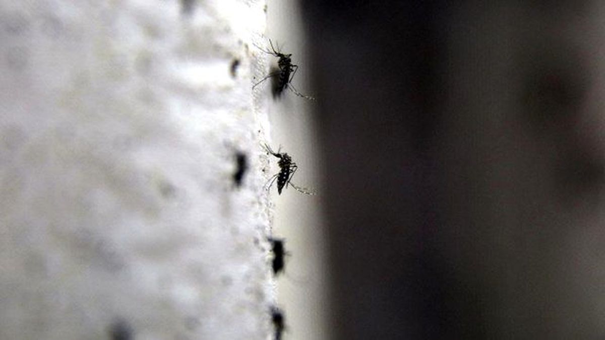 Sivrisinekleri İnsan Kokusu Yayarak Avlıyor'