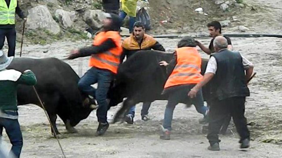 Ayder\'de Boğalar Güreşti, Sahipleri Kavga Etti