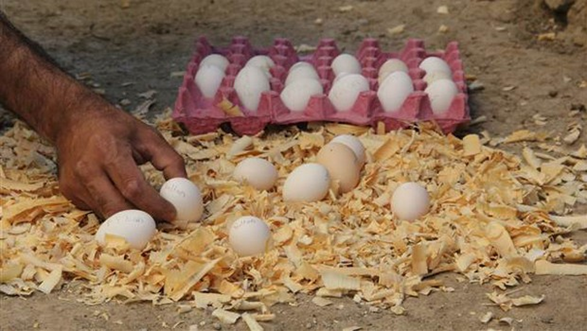 Bu Yumurtanın Tanesi 30 Lira