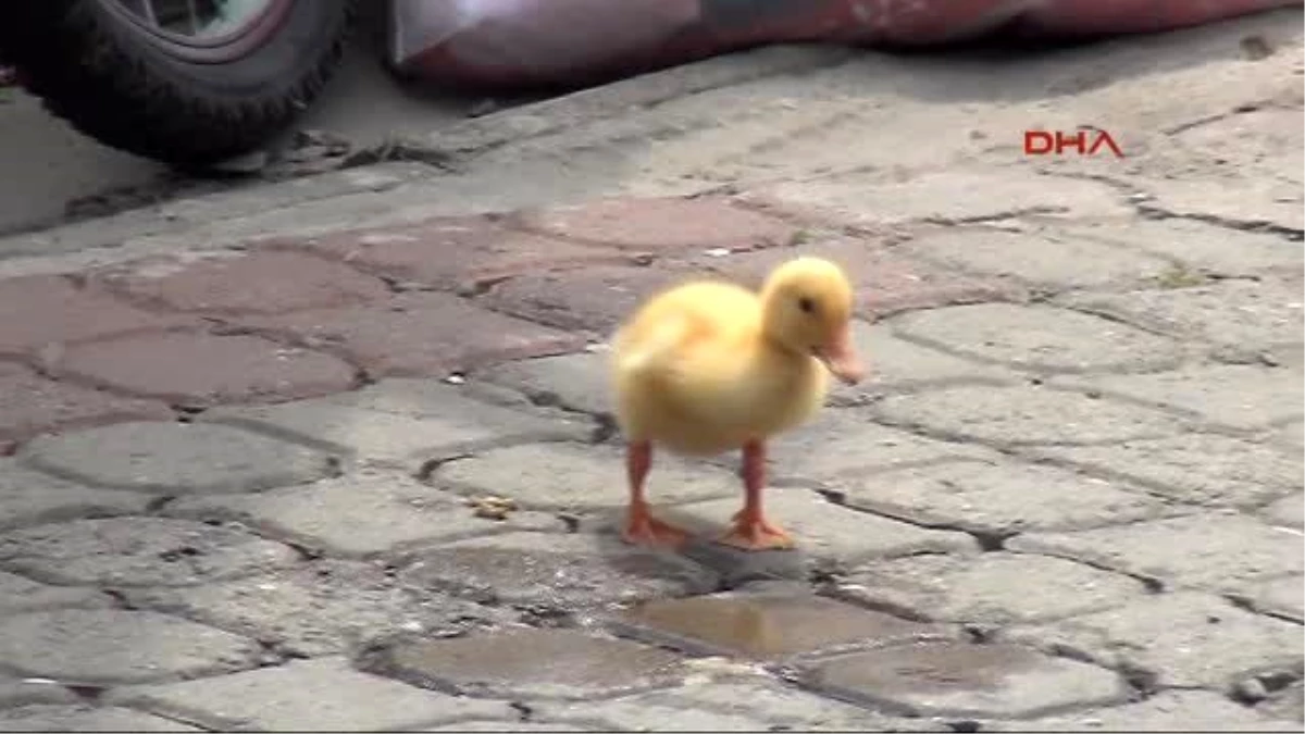 Giresun - Tirebolu\'da ?kömür Mü, Ömür Mü?? Bisiklet Turu Etkinliği Düzenlendi