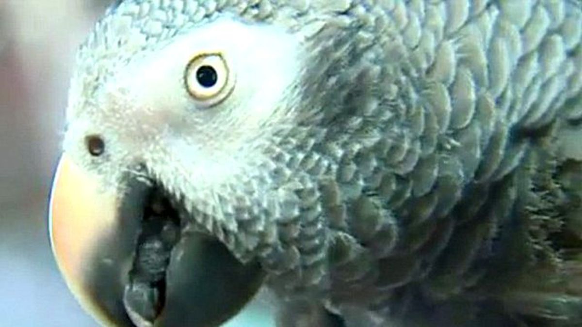 Gizemli Cinayetin Tek Tanığı Papağan Aynı Sözleri Tekrar Ediyor