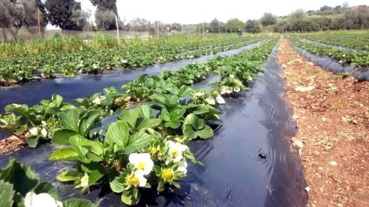Aydın\'da Fide Dikimlerinde Sona Gelindi