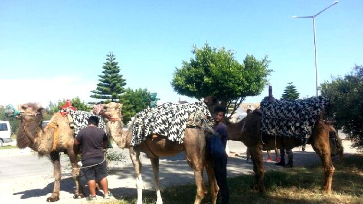 Deveci Uyuşturucu Satıcısı Çıktı