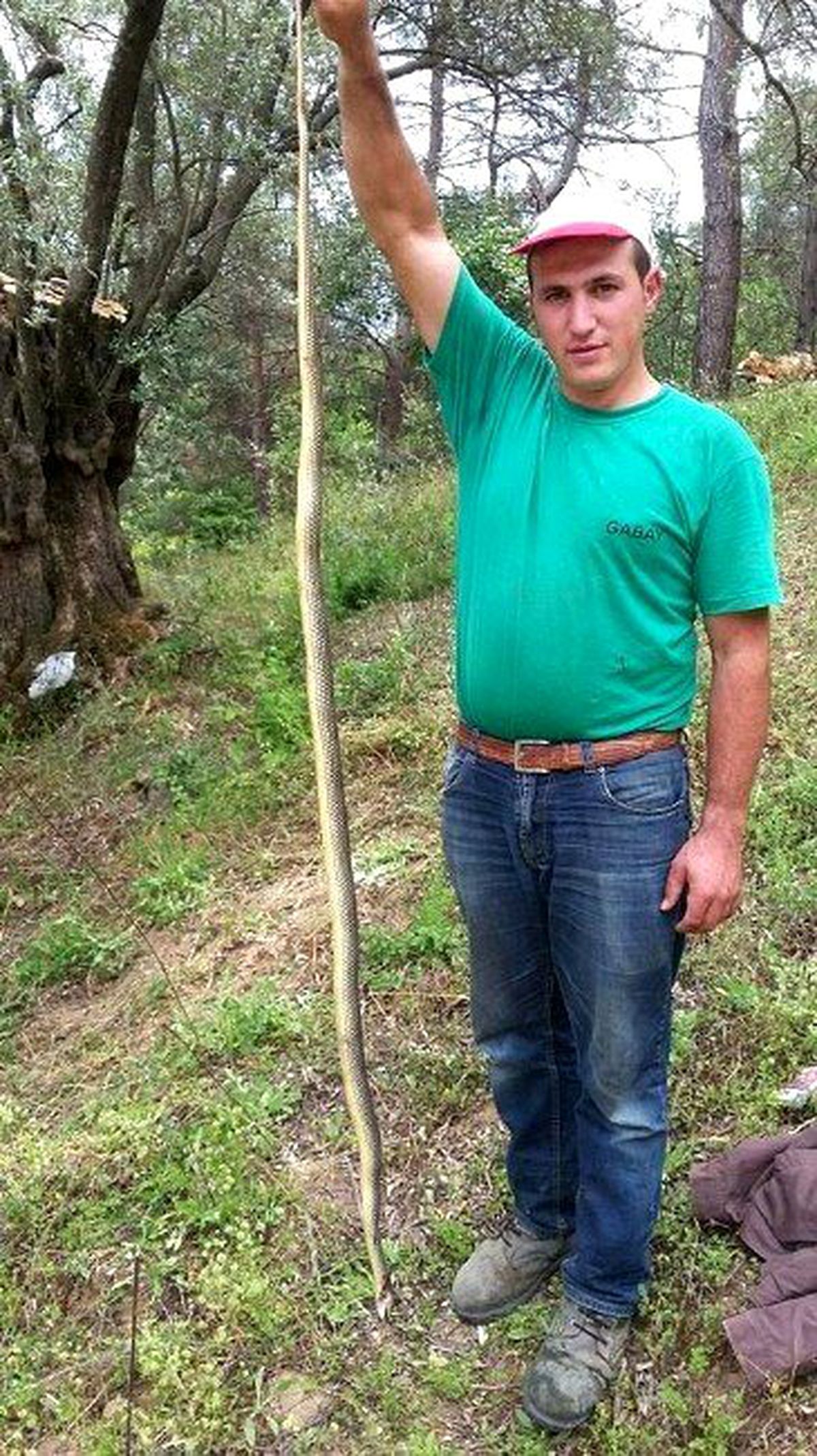 Havalar Isındı, Yılanlar Çiftçileri Korkutmaya Başladı