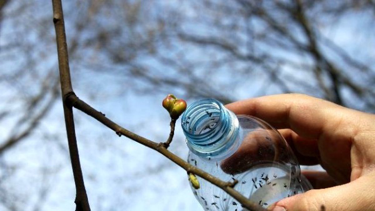 Kestane Ağaçlarını Yok Eden Katil Arılara Karşı Böcekle Mücadele Başlatıldı