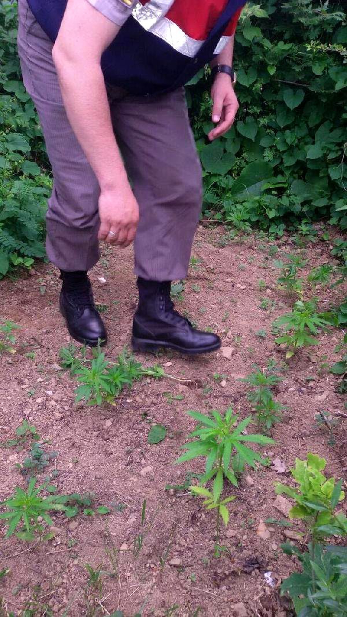 Ormana Ekilen Hintkenevirleri İmha Edildi