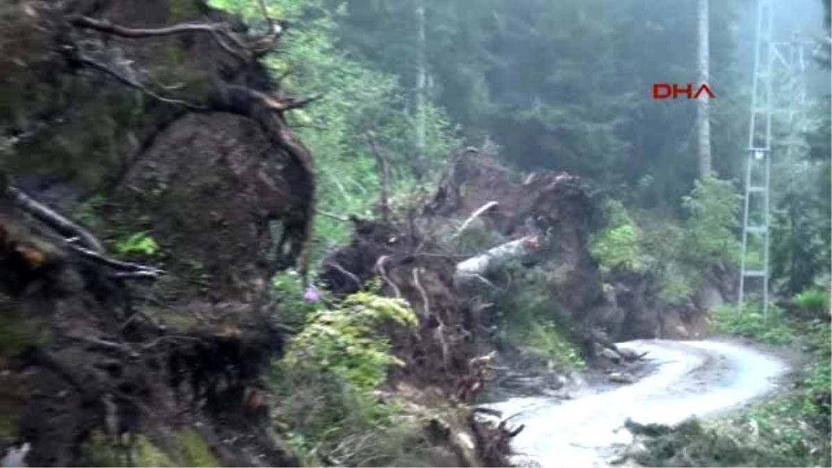 Yeşil Yol Güzergahında Çok Sayıda Çam Ağacı Kesildi