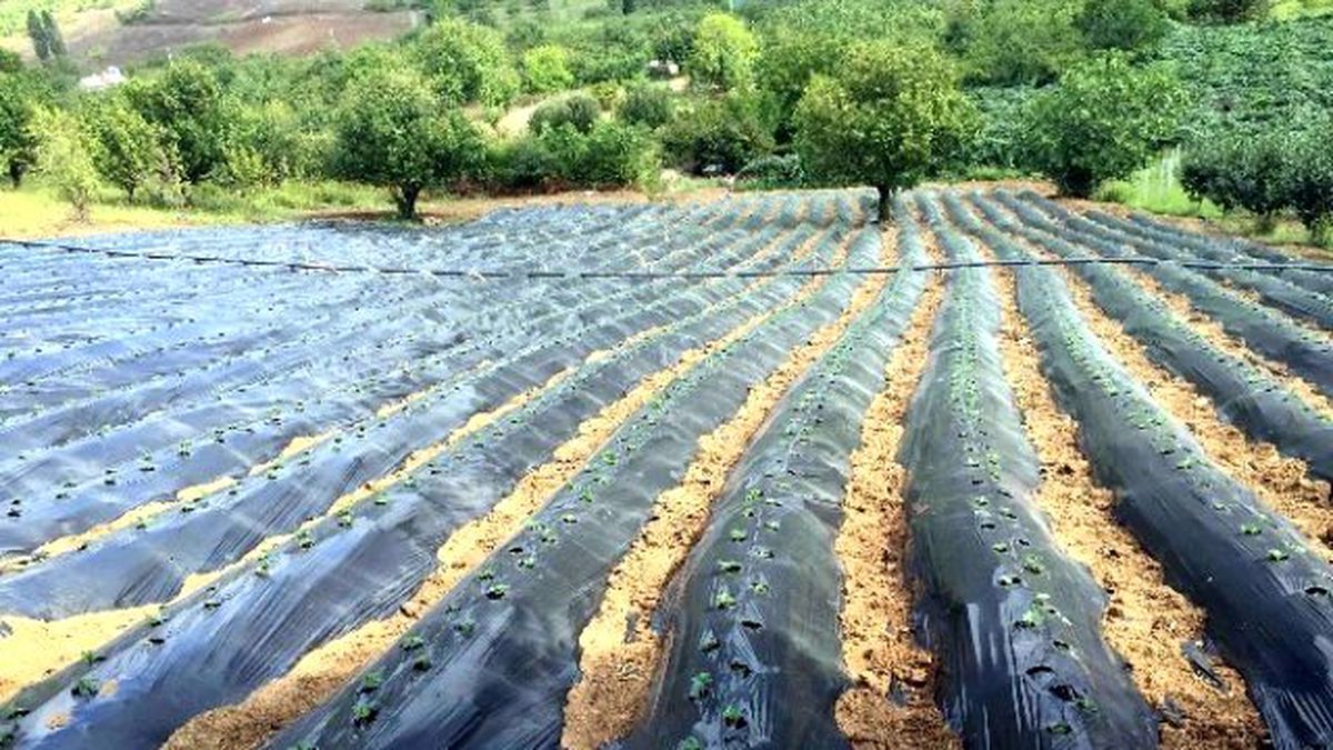 Albion Çilekleri, Kocaeli\'de Çiftçileri Sevindirdi