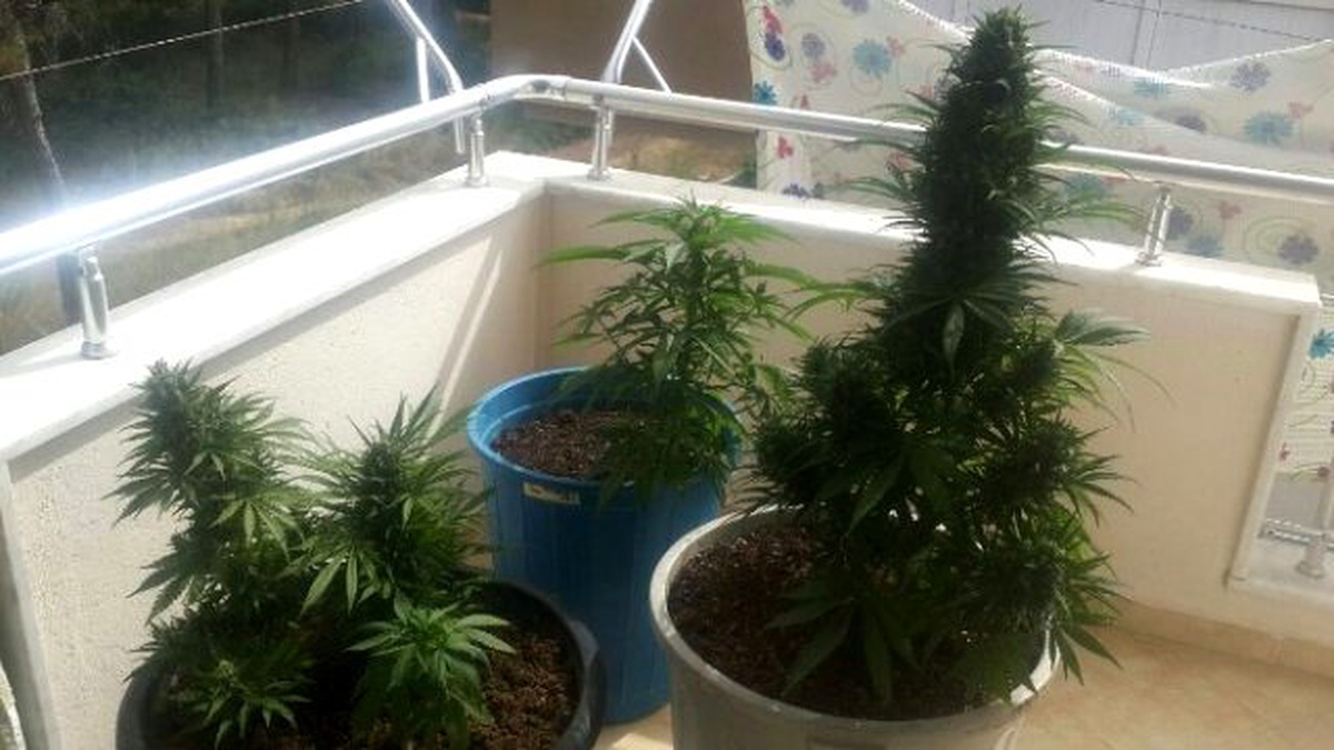 Balkonda Hint Keneviri Yetiştiren 1 Kişi Yakalandı
