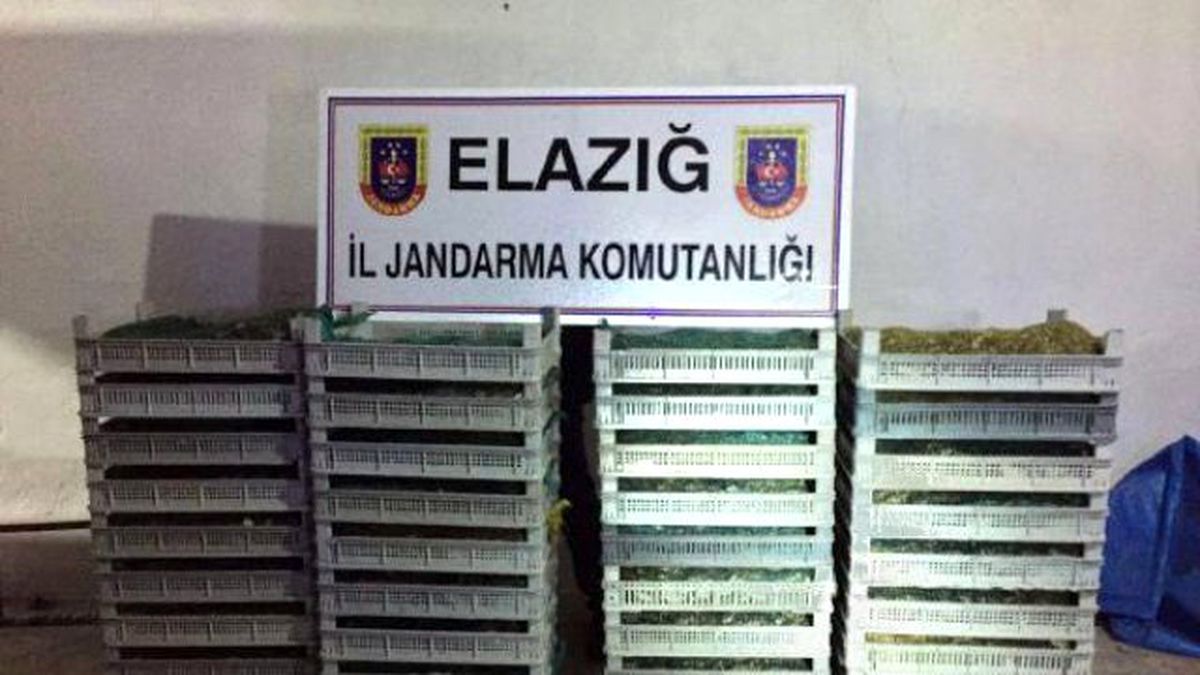 Elazığ\'da Kaçak Avlanan 500 Kilo Kurbağa Ele Geçirildi