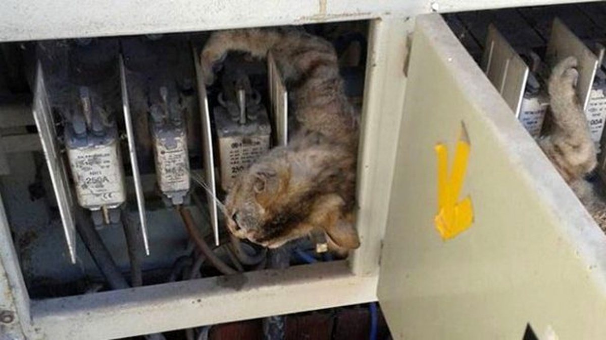 Elektrik Panosuna Giren Kedi Telef Oldu