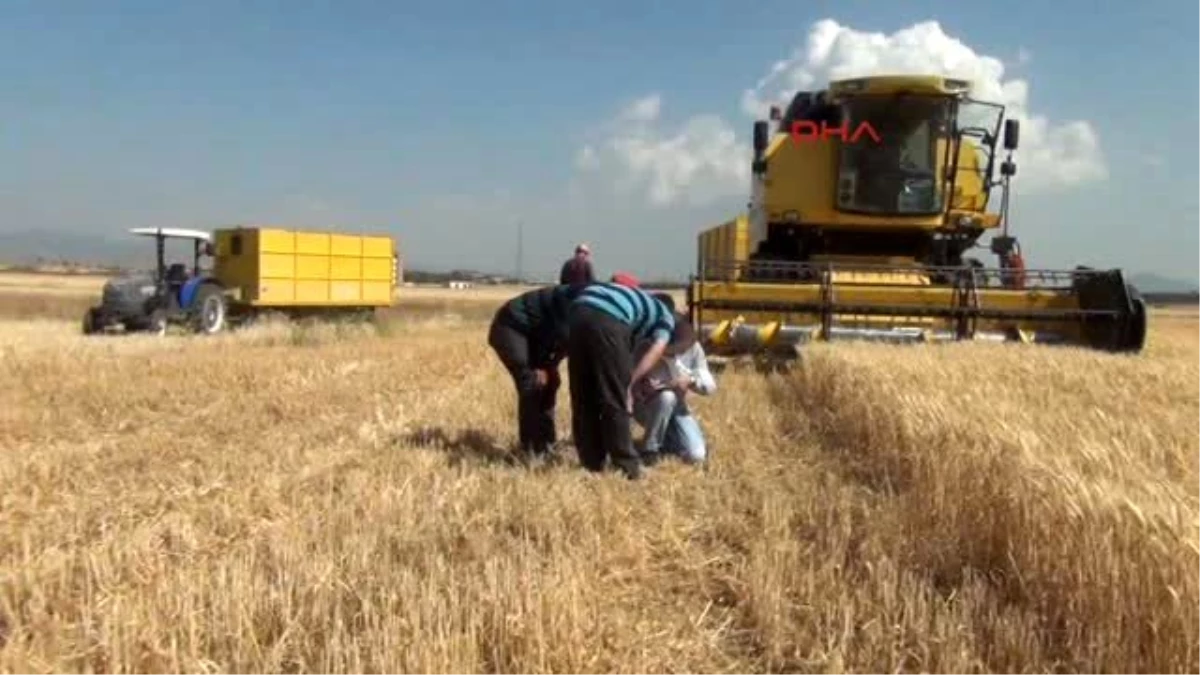 Gaziantep Buğday Hasadı Rekolte Düşüklüğüyle Başladı