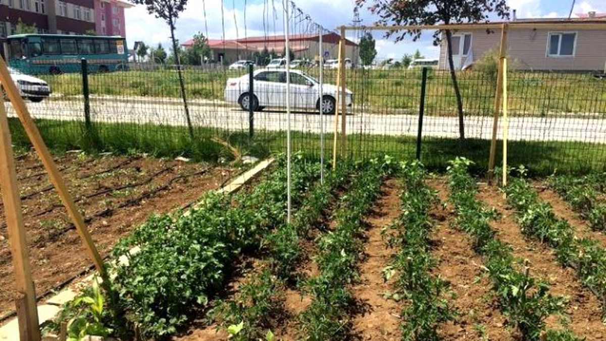 Hobi Bahçelerinde Sebze Yetiştiriciliği Anlatıldı