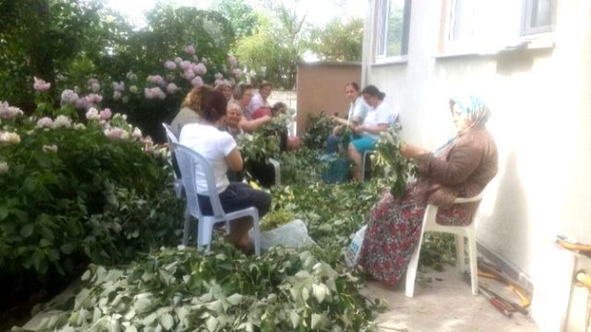 Ihlamur Çiçekleri Toplanmaya Başladı