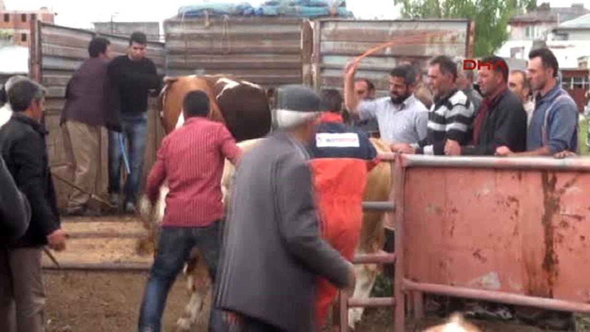 Kars Damızlık Boğa Alanlardan Devlete Teşekkür