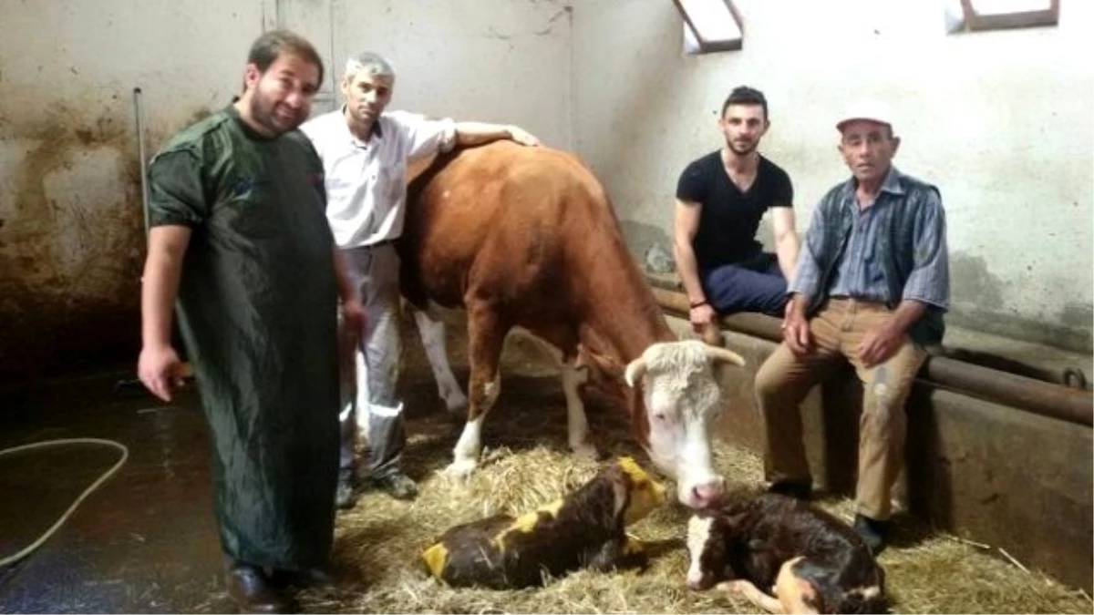 Kümbet Mahallesinde İkiz Buzağı Sevinci Sürüyor