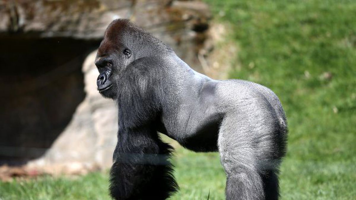 Savcı: Goril Harambe'nin Öldürülmesinde Annenin Suçu Yok