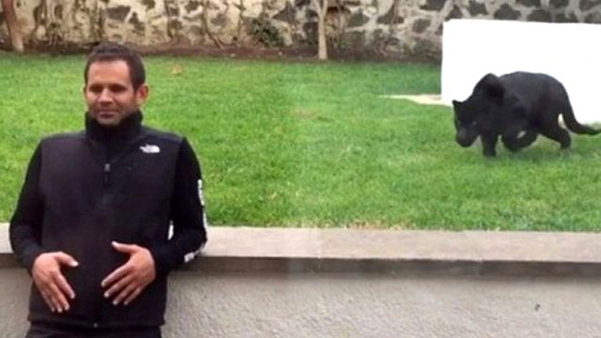 Arkadan Sinsice Yaklaşan Panterle Oyun Oynadı