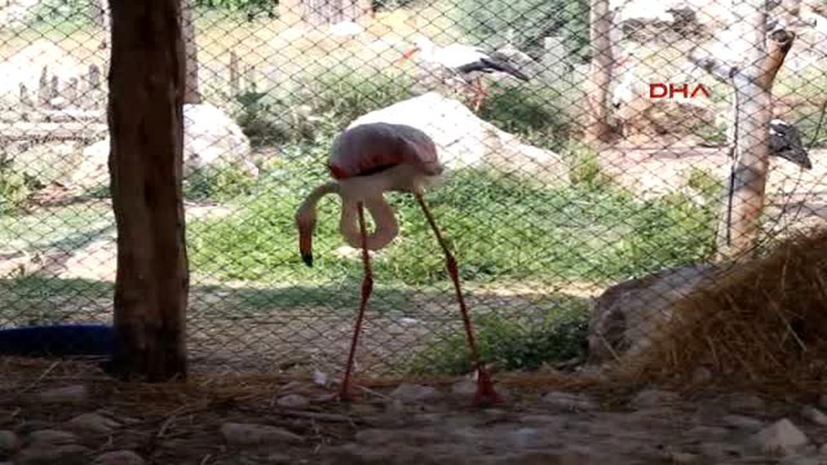 Burdur Tedavisi Tamamlanan Flamingo, Burdur Gölü\'ne Bırakıldı