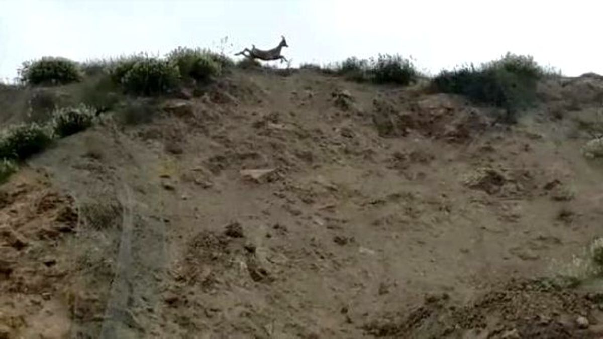 Dağ Keçileri Tel Örgülere Takıldı