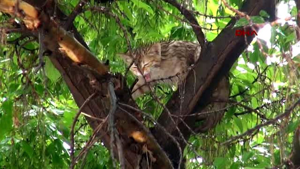 Erzincan Ağaçta Mahsur Kalan Kedi Yavrusunu İtfaiye Kurtardı