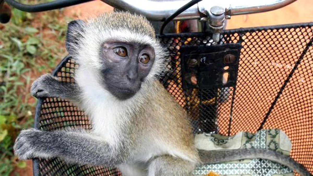 Haylaz Maymun, Kenya'yı Elektriksiz Bıraktı