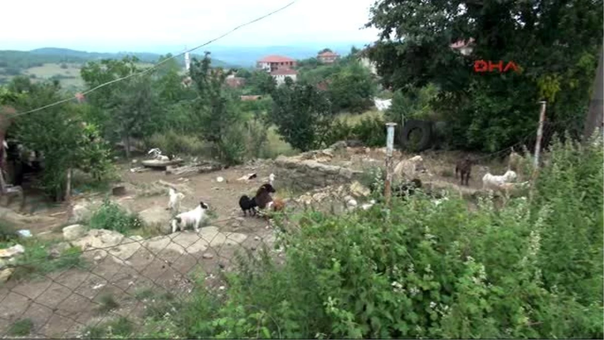 Kocaeli 50 Köpek 30 Kediyle Birlikte Yaşıyorlar