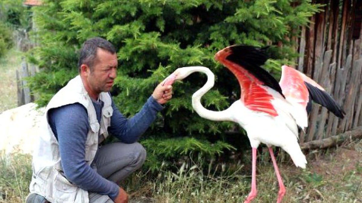 Tedavisi Tamamlanan Flamingo, Burdur Gölü\'ne Bırakıldı