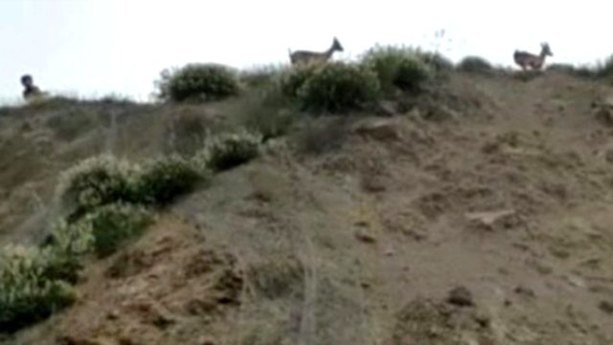 Tellere Takılan Dağ Keçilerini Çocuklar Kurtardı