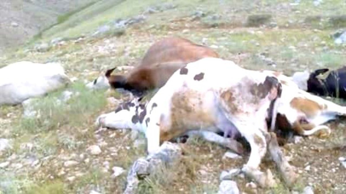 Yıldırım Düşmesi Sonucu 5 İnek Telef Oldu