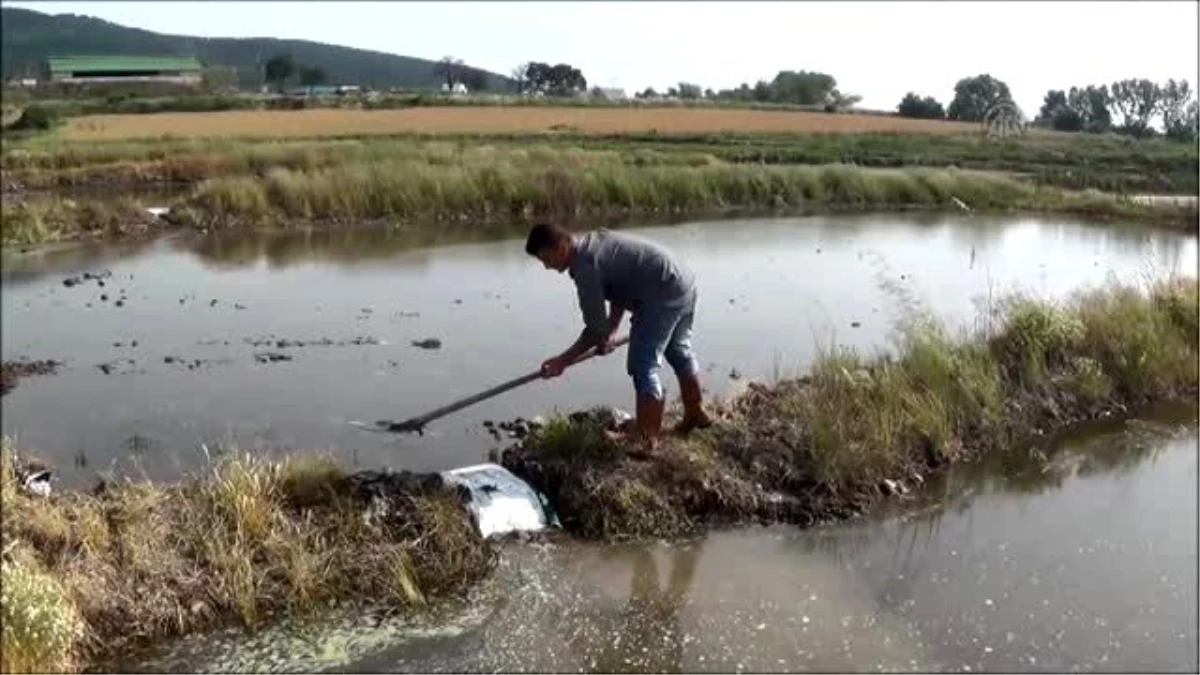 Çeltik Ekim Sezonu Erken Açıldı