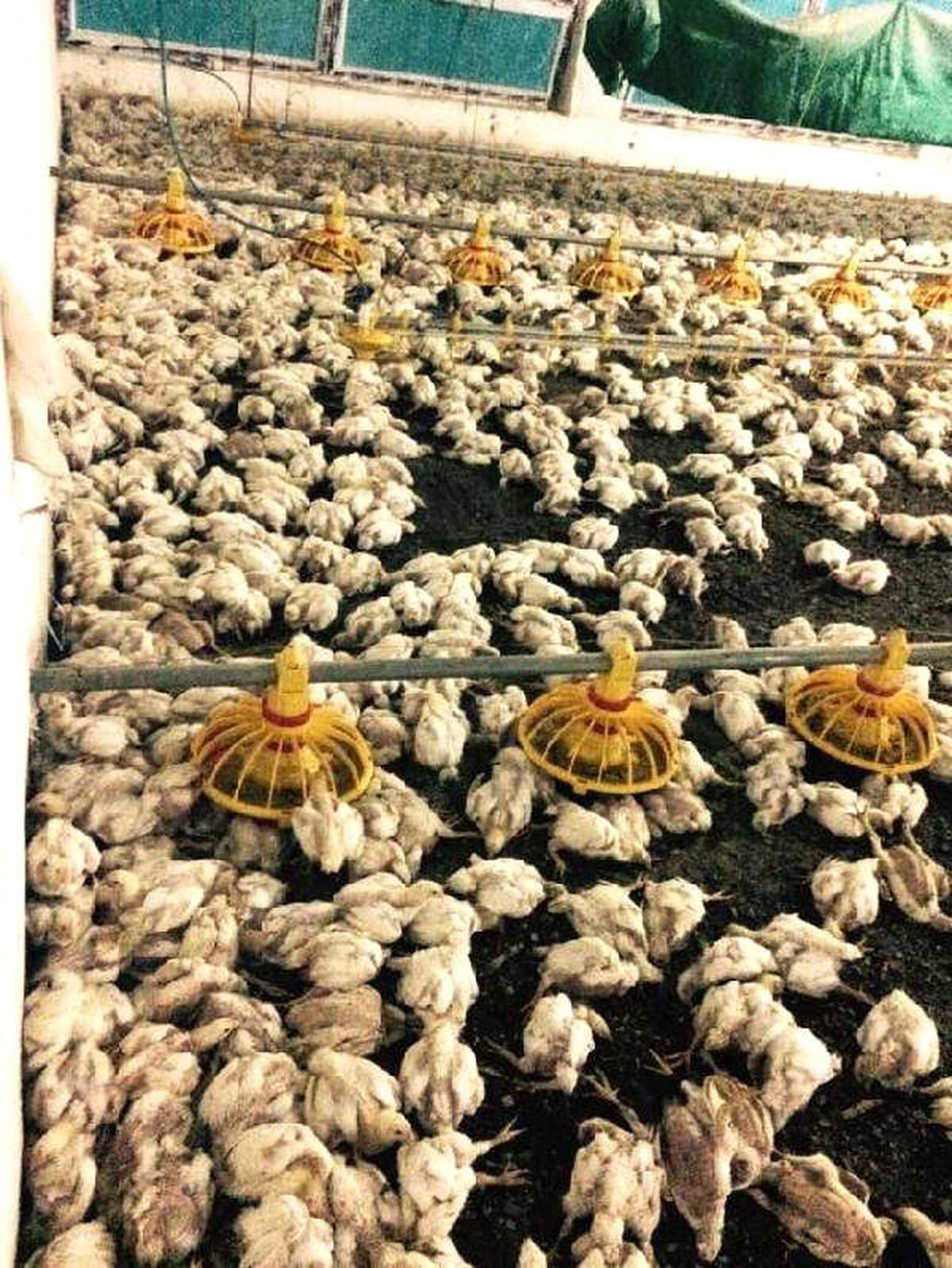 Havalandırma Sistemi Bozuldu, 28 Bin Tavuk Telef Oldu