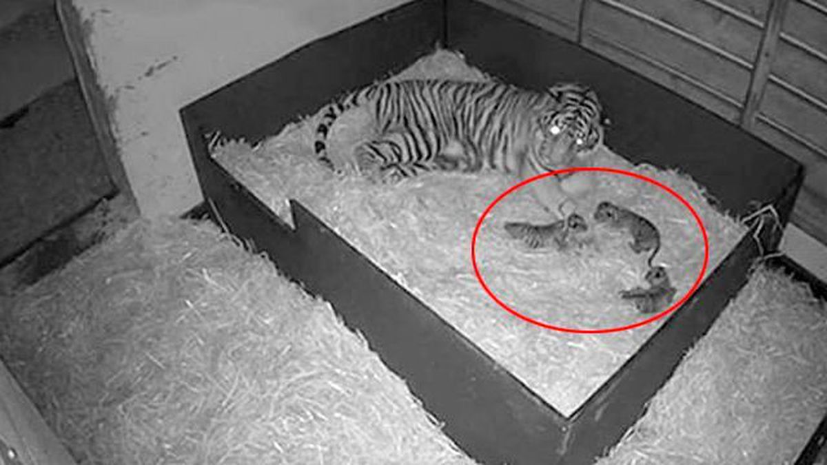 Hayvanat Bahçesindeki Kaplan'ın Doğum Anı Kameralara Yansıdı