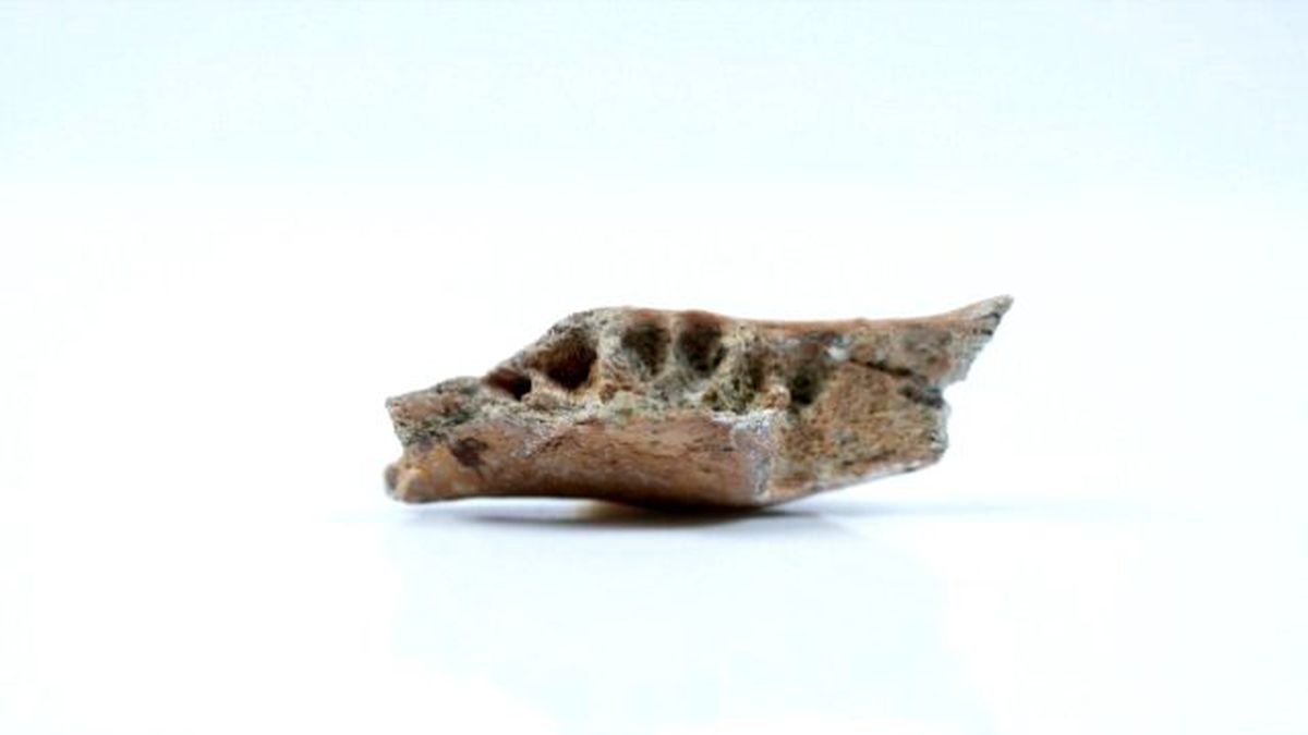 İlk İnsan Türü Hobbitlerle İlgili Yeni Bulgulara Ulaşıldı