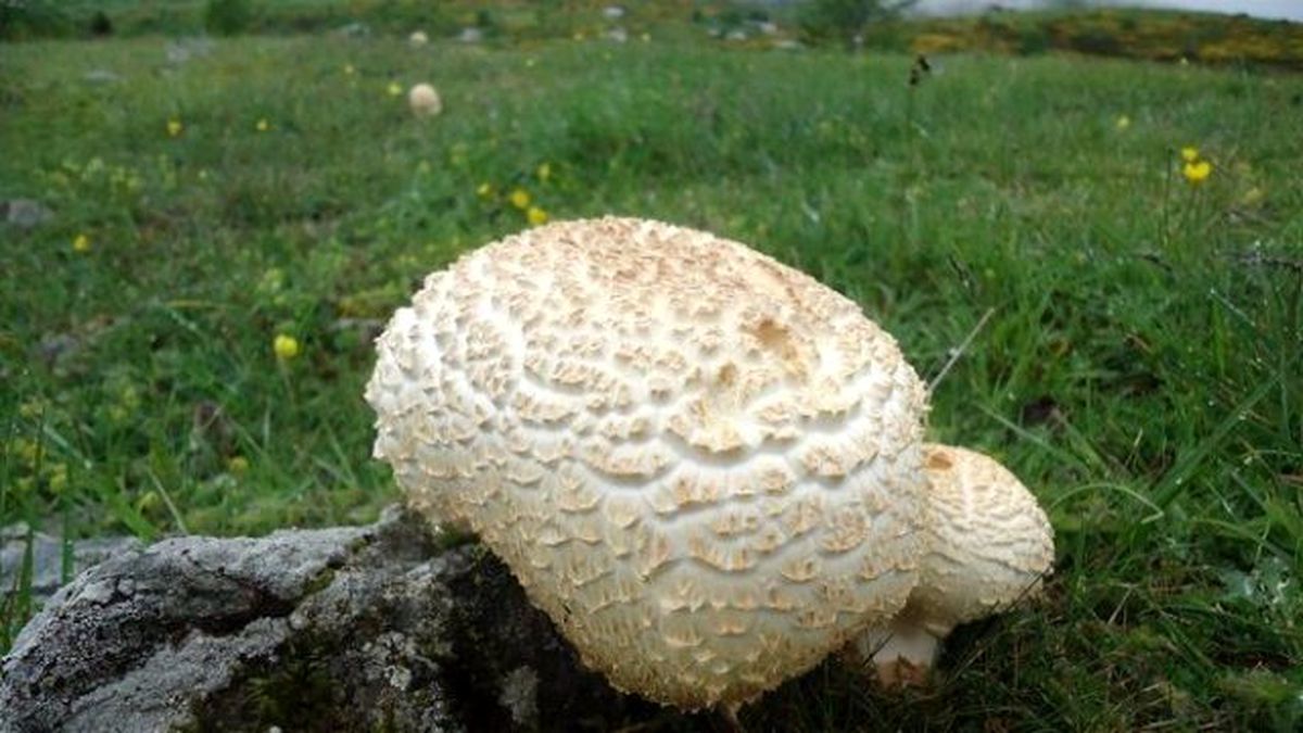 Mantar Zehirlenmesine Dikkat