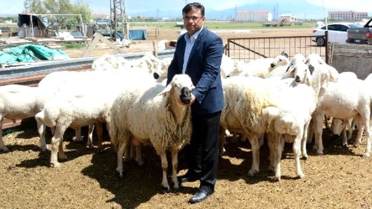 Mera Tecavüzleri Hayvancılığı Bitiriyor