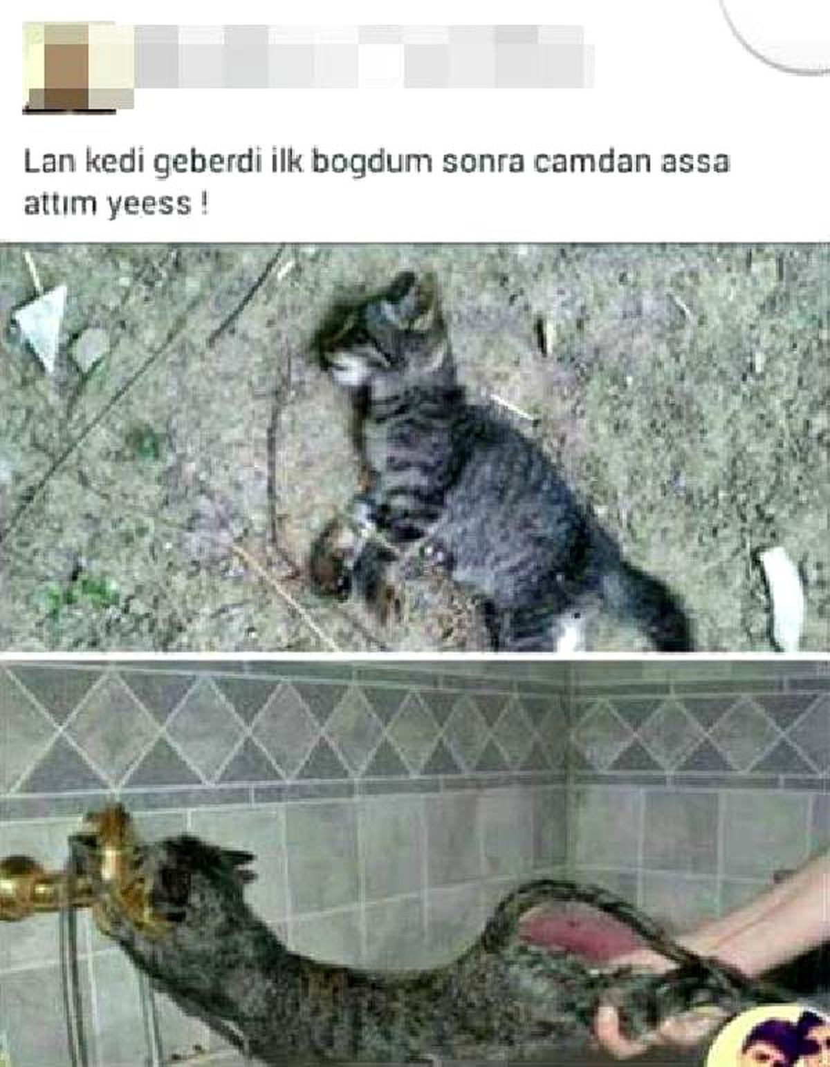 Sosyal Medyada \'Kedi\' ile Şaka Yapması Başına İş Açıyordu