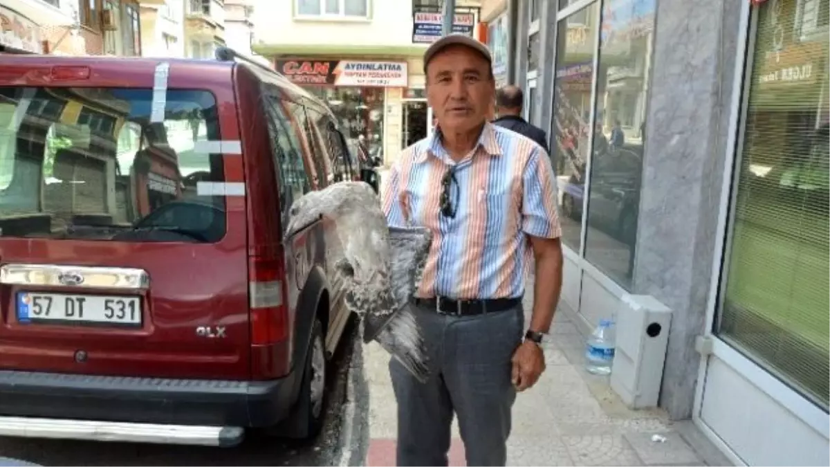 Yaralı Martıya Şefkat Eli