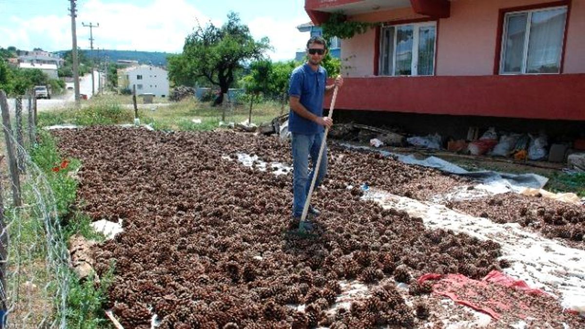 Çam Fıstığı Hasadı Başladı