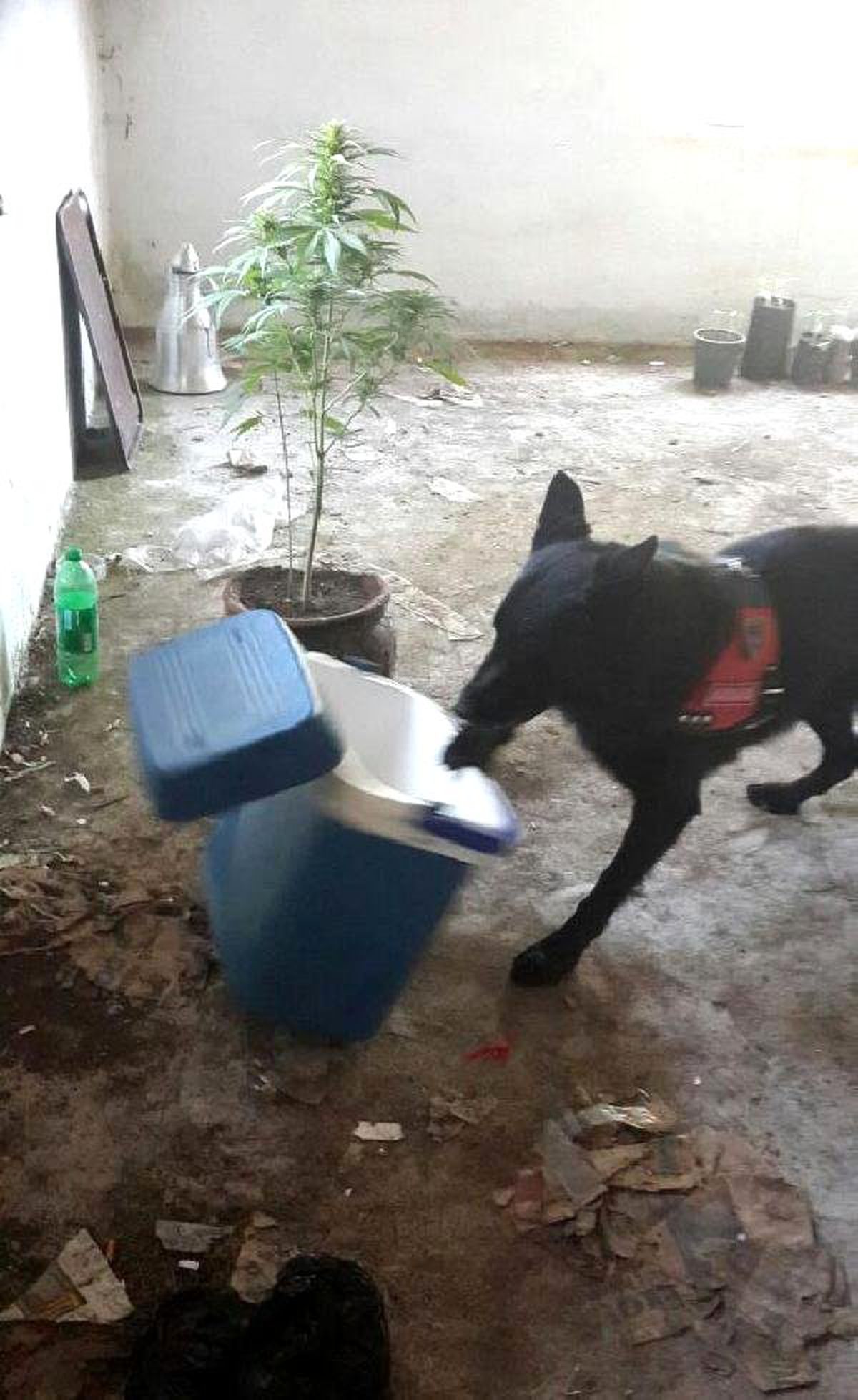 Evini Esrar Tarlasına Çevirmiş