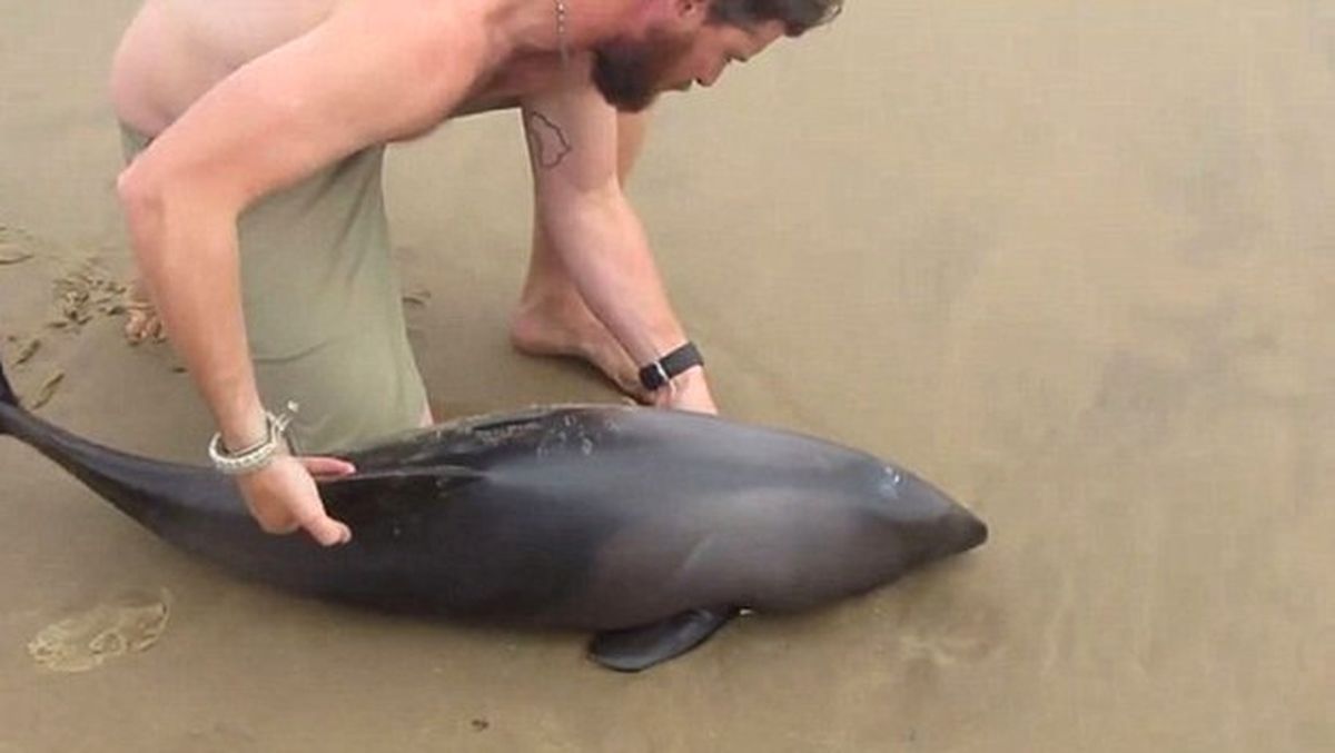 Karaya Vuran Yavru Yunus Hayatını Kurtaran Adama Böyle Teşekkür Etti