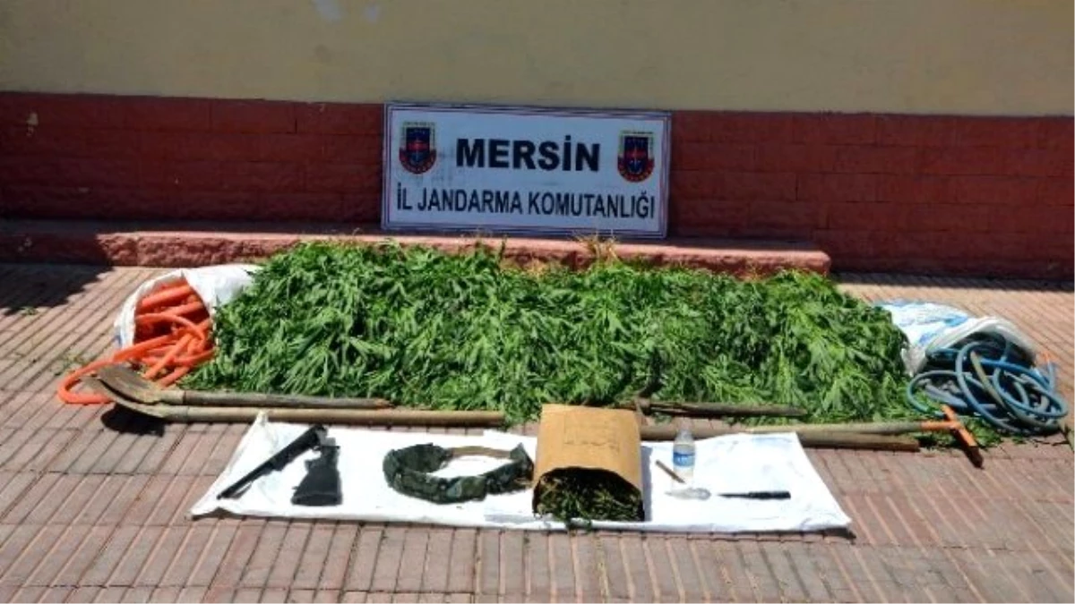 Mersin Jandarması, Kenevir Yetiştiricilerine Göz Açtırmıyor