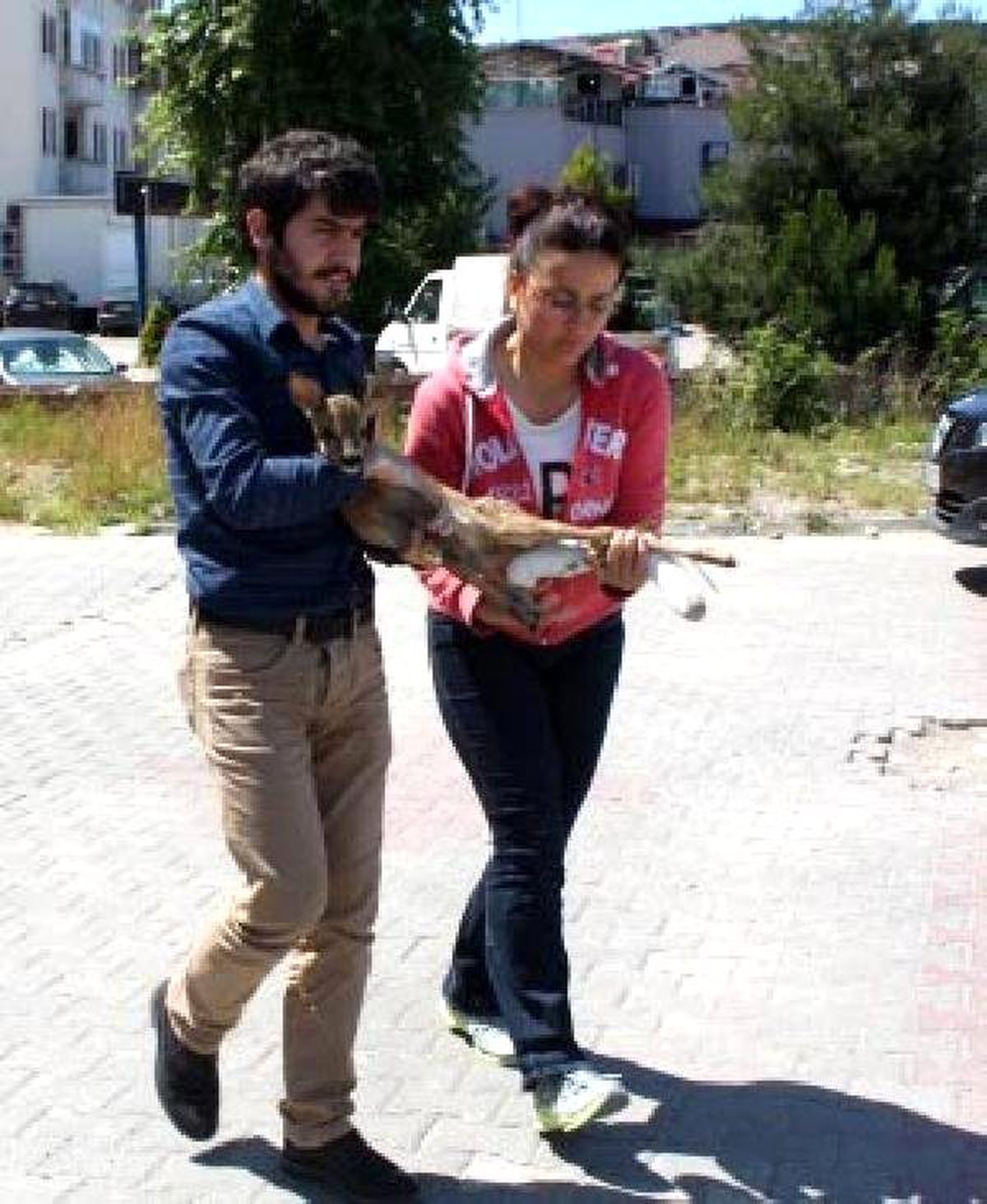 Milli Parkta Bulunan Yaralı Yavru Karaca Tedaviye Alındı