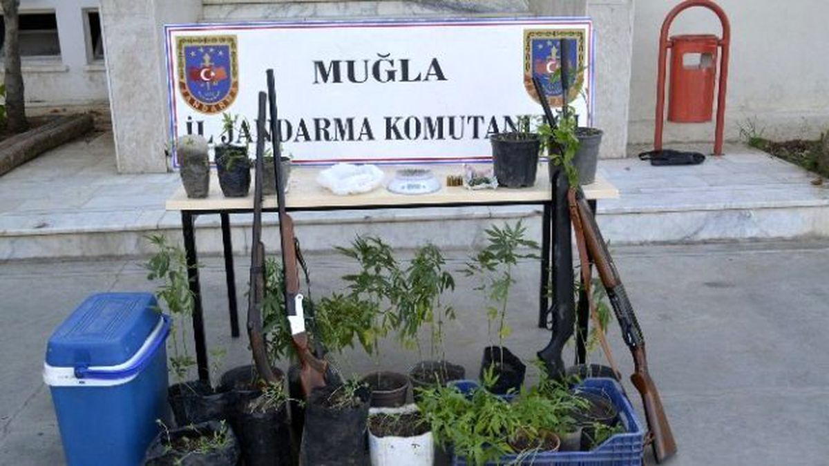 Saksıda Kenevir Yetiştirdi