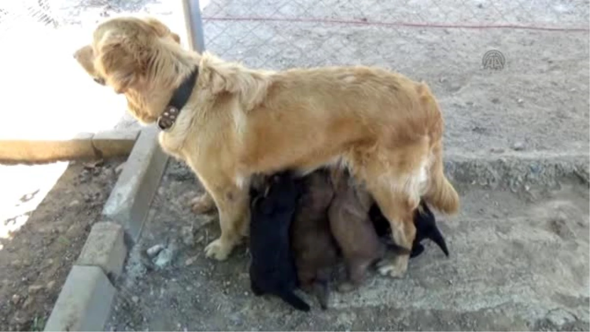 Terk Edilen Köpek ile Yavrularına Sahip Çıktılar