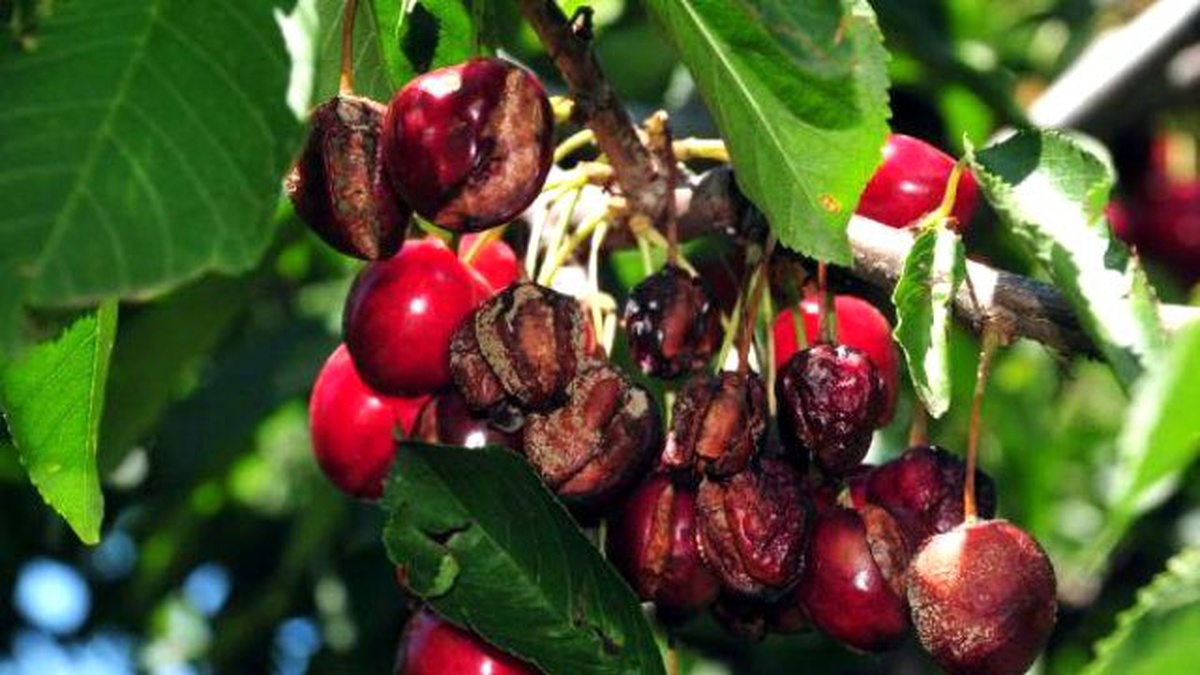 Tokat\'ta Kirazı Yağmur ve Dolu Vurdu