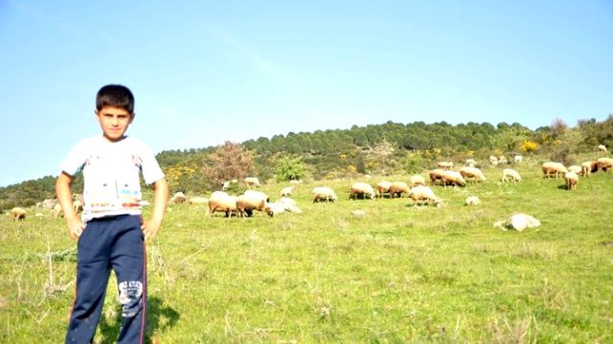 9 Yaşındaki Kerim Ailesini Geçindirmek İçin Çoban Oldu